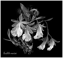 Euchile mariae. A species orchid ( black and white)
