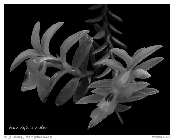 Fernandezia ionantha. A species orchid (black and white)