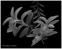 Fernandezia ionantha. A species orchid ( black and white)