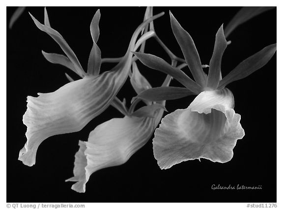 Galeandra batermanii. A species orchid (black and white)
