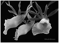 Galeandra batermanii. A species orchid (black and white)