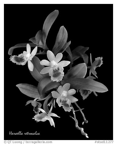 Haraella retrocalca. A species orchid (black and white)