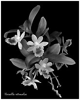 Haraella retrocalca. A species orchid (black and white)