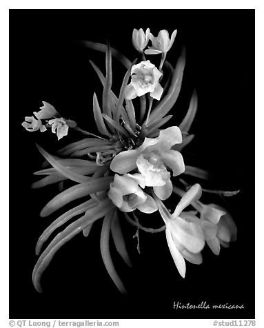 Hintonella mexicana. A species orchid (black and white)