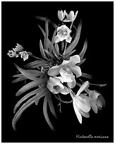 Hintonella mexicana. A species orchid (black and white)