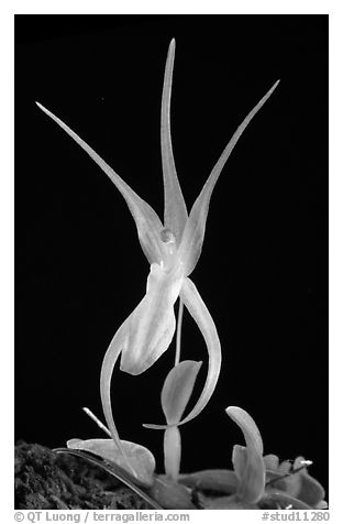 Homalopetallum pumilio. A species orchid (black and white)