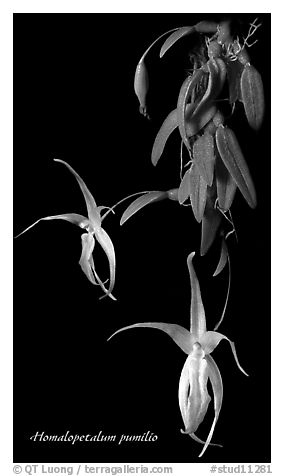 Homalopetalum pumilio. A species orchid (black and white)
