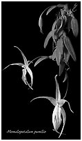 Homalopetalum pumilio. A species orchid ( black and white)