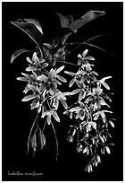 Inobulbon munificum. A species orchid (black and white)