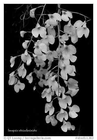 Ionopsis utricularioides. A species orchid (black and white)