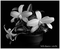 Laelia dayana v. coerulea. A species orchid (black and white)