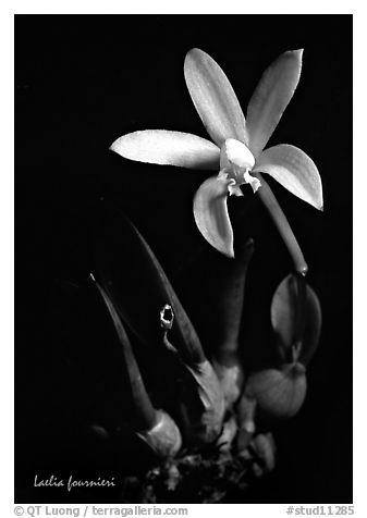 Laelia fournieri. A species orchid (black and white)