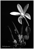 Laelia fournieri. A species orchid (black and white)