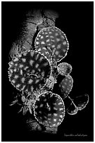 Lepanthes calodictyon. A species orchid ( black and white)