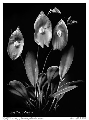 Lepanthes escobariana. A species orchid (black and white)