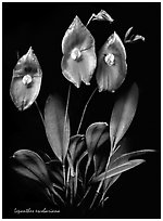 Lepanthes escobariana. A species orchid ( black and white)