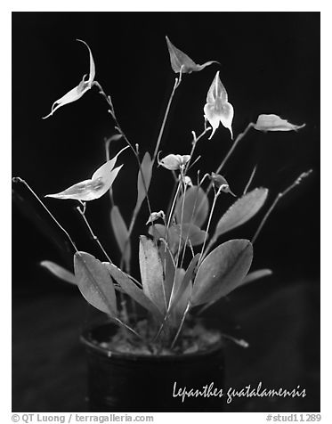 Lepanthes guatalamensis. A species orchid (black and white)