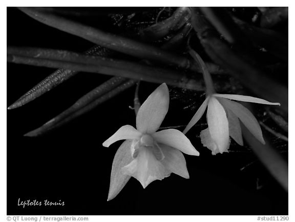 Leptotes tenuis. A species orchid