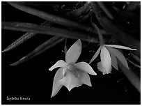 Leptotes tenuis. A species orchid ( black and white)