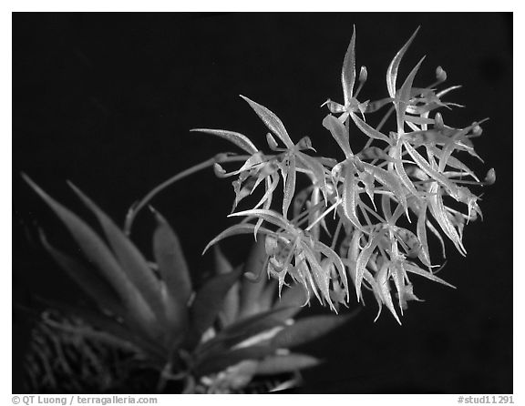 Macroclinium manabinum. A species orchid (black and white)