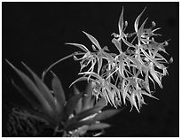 Macroclinium manabinum. A species orchid ( black and white)