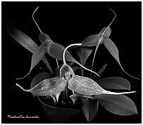 Masdevallia decumata. A species orchid (black and white)