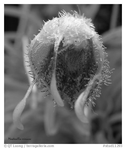 Masdevallia erinacea. A species orchid (black and white)