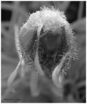 Masdevallia erinacea. A species orchid (black and white)