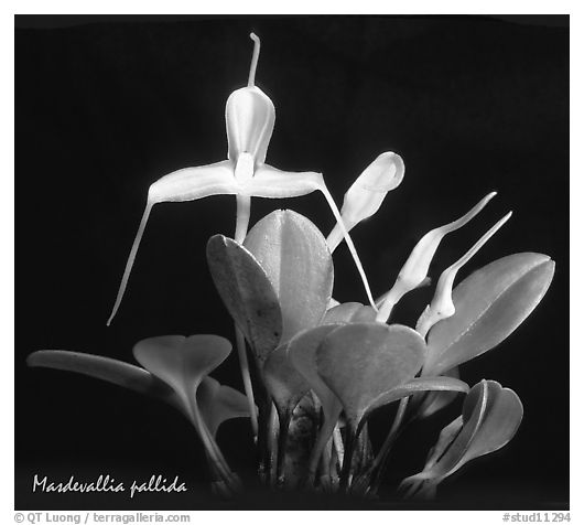 Masdevallia pallida. A species orchid (black and white)