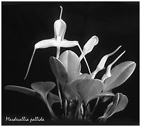 Masdevallia pallida. A species orchid ( black and white)
