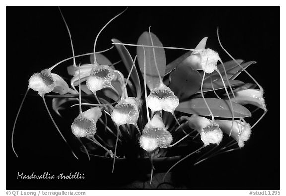 Masdevallia strobelii. A species orchid