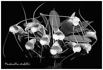 Masdevallia strobelii. A species orchid (black and white)