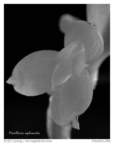 Maxillaria sophronitis. A species orchid (black and white)