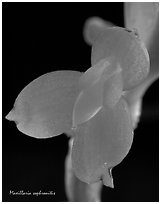 Maxillaria sophronitis. A species orchid ( black and white)