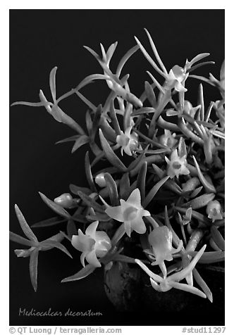 Mediocalcar decoratum. A species orchid (black and white)