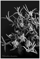Mediocalcar decoratum. A species orchid ( black and white)