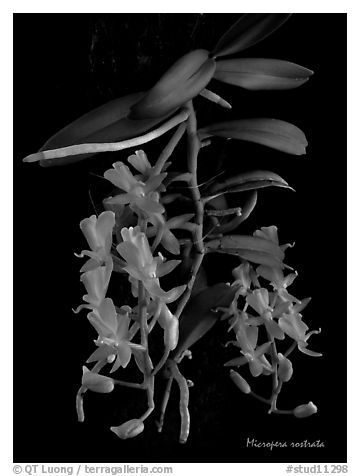 Micropera rostrata. A species orchid (black and white)