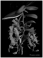 Micropera rostrata. A species orchid (black and white)