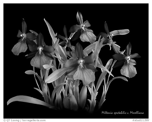 Miltonia spectabilis v. Morelliana. A species orchid (black and white)
