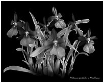 Miltonia spectabilis v. Morelliana. A species orchid ( black and white)