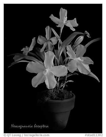 Neocognauxia hexaptera. A species orchid (black and white)