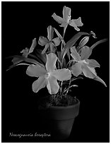 Neocognauxia hexaptera. A species orchid ( black and white)