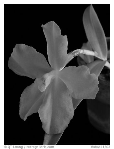 Neocogniaxia hexaptera. A species orchid (black and white)