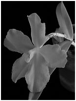 Neocogniaxia hexaptera. A species orchid (black and white)