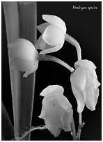 Neodryas species. A species orchid ( black and white)