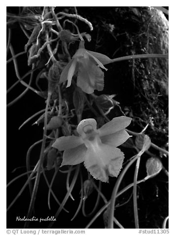 Neolauchia puchella. A species orchid (black and white)