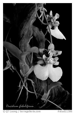 Oncidium globuliferum. A species orchid (black and white)