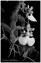 Oncidium globuliferum. A species orchid ( black and white)
