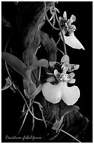 Oncidium globuliferum. A species orchid (black and white)