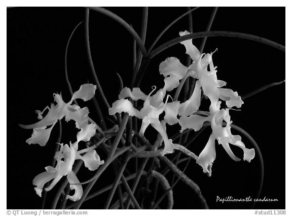 Papillionanthe vandarum. A species orchid (black and white)